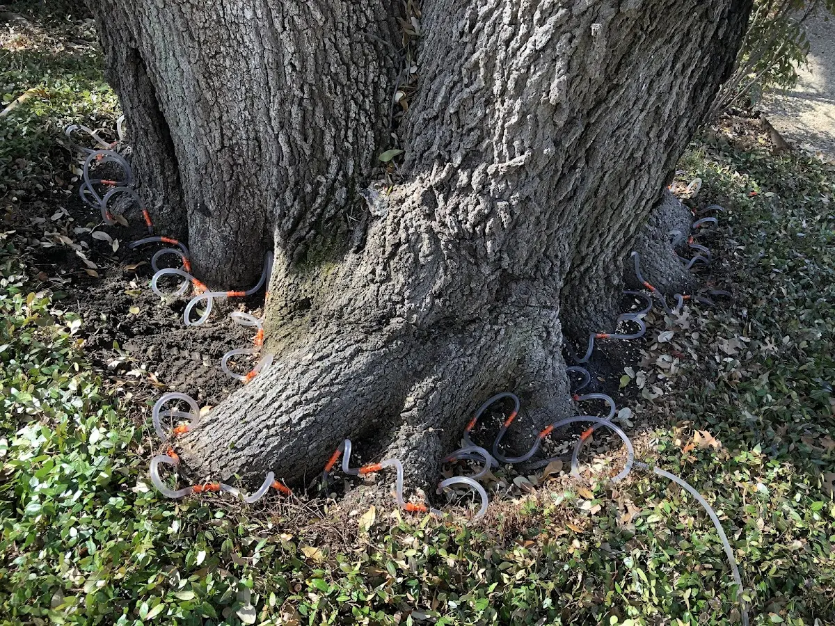 Detailed Tree Cabling and Bracing job site in Surry