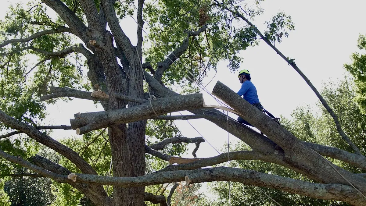 Professional Hazardous Tree Removal performed by certified arborists in Surry