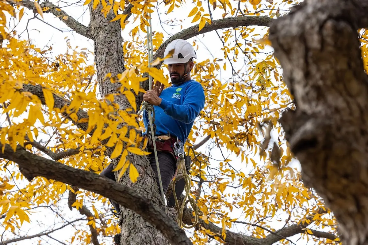 Skilled Tree Transplanting crew working in Surry